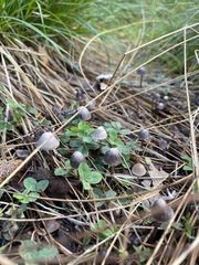 Mycena capillaripes