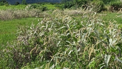 Persicaria lapathifolia lanata