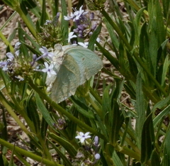 Catopsilia florella