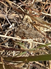 Nomophila distinctalis