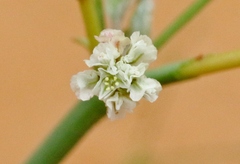 Eriogonum deflexum