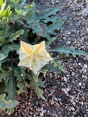 Chamaesaracha edwardsiana