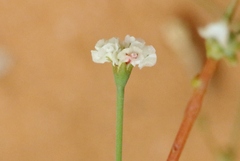 Eriogonum deflexum