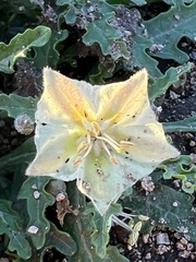 Chamaesaracha edwardsiana