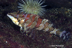 Oxylebius pictus