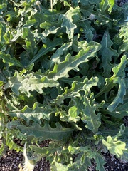 Chamaesaracha edwardsiana