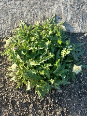 Chamaesaracha edwardsiana