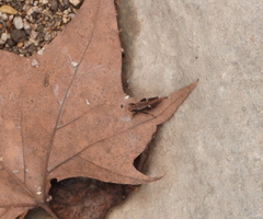 Tettigidea lateralis