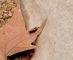 Tettigidea lateralis