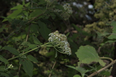 Montanoa