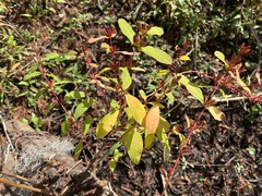 Hypericum walteri