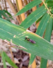 Sarginae