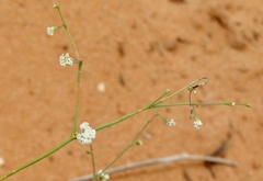 Eriogonum deflexum