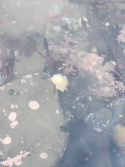 Acanthodoris nanaimoensis