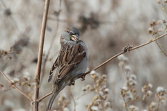 Passer domesticus