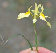 Moraea thomasiae