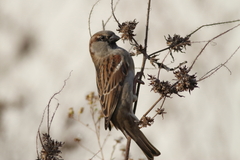 Passer domesticus