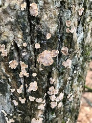 Aleurodiscus oakesii