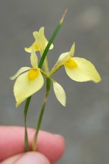 Moraea thomasiae