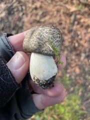 Agaricus moelleri