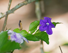 Brunfelsia