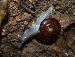Glyptostoma gabrielense