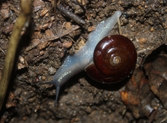 Glyptostoma gabrielense