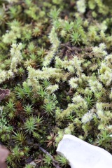 Racomitrium elongatum