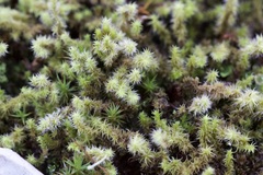 Racomitrium elongatum