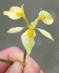 Moraea thomasiae