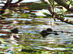 Crocodylus moreletii