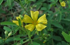 Oxalis frutescens