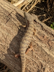 Elgaria multicarinata multicarinata