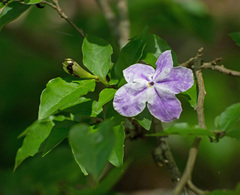 Brunfelsia