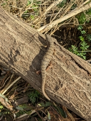 Elgaria multicarinata multicarinata