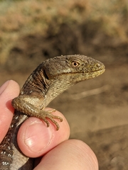 Elgaria multicarinata multicarinata
