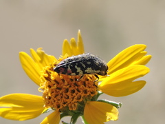 Acmaeodera disjuncta