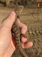 Elgaria multicarinata multicarinata