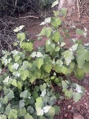Ambrosia cordifolia