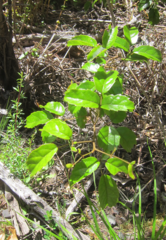 Rubus australis