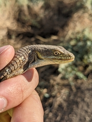Elgaria multicarinata multicarinata