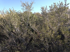 Cercocarpus betuloides betuloides