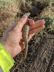 Elgaria multicarinata multicarinata