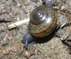 Helminthoglypta
