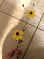 Thelesperma filifolium