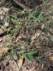 Eremophila debilis