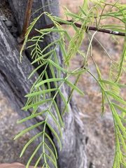 Prosopis chilensis