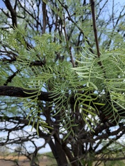 Prosopis chilensis
