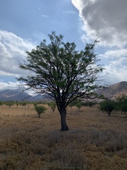 Prosopis chilensis