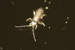 Tomocerus minor